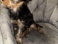 Yorkshire terrier welpen - Brake (Unterweser) Zentrum