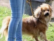 ROBY - suche meinen freundlichen Boss - Overath