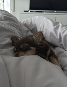 Reinrassige Langhaar-Chihuahua Hündin (4 Monate) abzugeben - Babenhausen (Hessen)