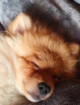 Zwergspitz - Welpe - Vlotho