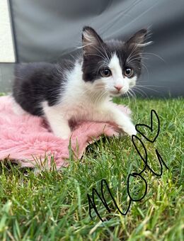 ❤️3 deutsche Langhaar Kitten Katzen Mix suchen ihr neues Für-immer-Zuhause. - Maintal Zentrum