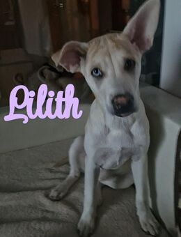 Shar-Pei-Husky-Mix Welpen - Bretzfeld
