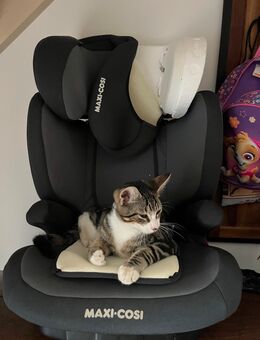 2 Kater abzugeben - Lübeck