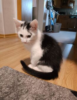 Britishkurzhaarmix Schwarz - Weiß Kater - Neunkirchen (Saarland)
