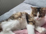 Katzenpaar sucht ein neues liebevolles Zuhause - Euskirchen
