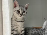 BKH Kater kitten - Düsseldorf