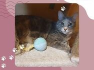Katze Suzana sucht Dich zum schmusen - Lalendorf