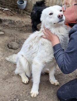 Miko - verschmust und verträglich - Westerholt