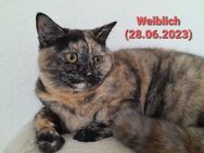 Britisch Kurzhaar Katze - Wiesbaden