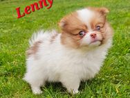 Pomeranian Zwergspitz Welpe (Rüde) – geimpft, gechippt, ab Mitte Mai - Weiden (Oberpfalz)