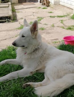 Weißer Schweizer Schäferhund Deckrüde - Extertal