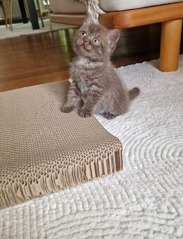 Bkh Tabby Kitten - Neuss