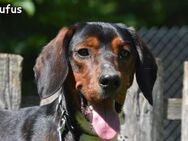 RUFUS - Donzdorf