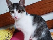 Schmusekaterchen Fluffy sucht weiches Kö - Margetshöchheim