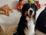 Fellnase sucht dringend neues Zuhause - Halle (Saale)