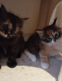 XXL Maine Coon Kitten - Bechhofen (Bayern)