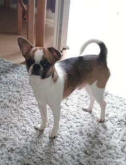 Chihuahua Rüde MIT Stammbaum - Berlin