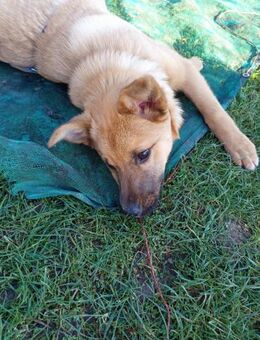 Pauli sucht sein Zuhause - Neuss