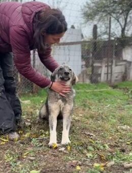 🧡✨ Sanfte Kia sucht Ruhe ✨🧡 - Eislingen (Fils)