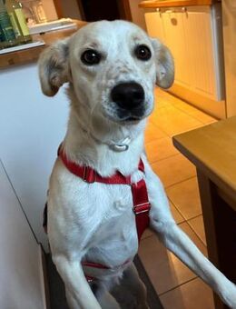 Morgana, Pflegestelle in Bayern - Bad Vilbel