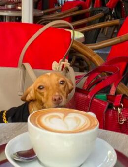 Podenco-Maneto-Mix Welpen suchen liebevolles Zuhause - Essen