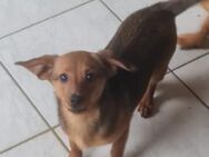 🐾Jophie sucht ein zuhause 🐾 - Stuttgart