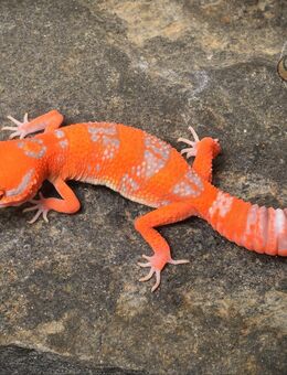 Wunderschöne super liebe Leopardgecko Jungtiere 2025 - Jüchen