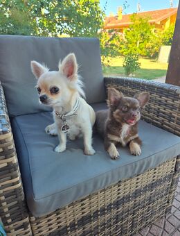 ACHTUNG letzte Chihuahua Rüde LH - Verl