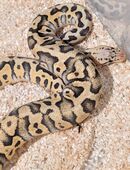 (W&M) Zwei Königsphythons abzugeben, 2 Jahre alt in 27339