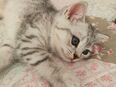 Reinrassige BKH Kitten in 47475