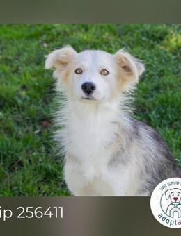 Chip 256411: Sucht ein Zuhause - Kirchzell