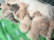BKH-Kitten wunderschön - Rheinau