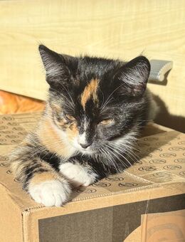 kleine süße Katzen! - Herford (Hansestadt)