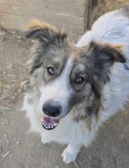 MOGLI - hübscher Rüde sucht Begleiter - Kallmünz