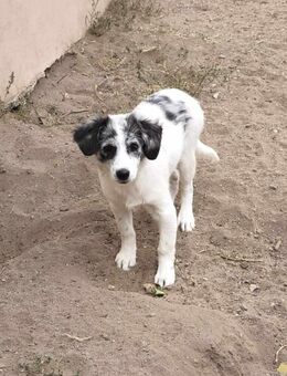 Wirbelwind Mia - Tholey