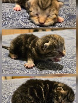 Kitten - Dinslaken