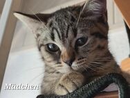 Bkh- Thai Siam Kitten/Mädchen Auszugsbereit! - Lichtenfels (Bayern)