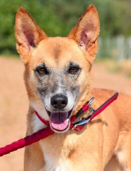 Iron ist ein wahrer Sonnenschein - Laatzen