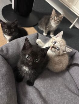 🐾 Liebevoll aufgewachsene Katzenbabys suchen ein Zuhause fürs Leben - Mannheim