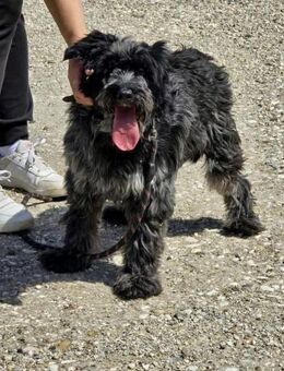 Mit sehr sozialer RADA durchs Leben 🐾♥️ - München
