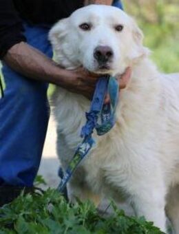 Elio - zutraulich, kinderlieb, verspielt - Lohra