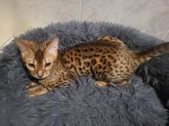 Bengal kitten - Solingen (Klingenstadt)