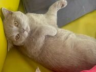 British Kurzhaar Katze ( lilac ) - Plochingen