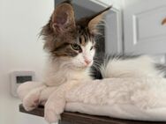 Tolles Maine Coon Kitten mit Stammbaum - Nürnberg
