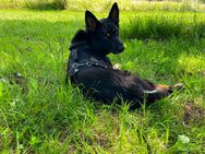 Schäferhund - Lambsborn