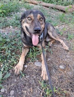 Jerry eine Schmusebacke - Dreikirchen