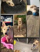 Benji sucht ein liebevolles Körbchen (da die Ersthündin nach meiner Kastration , mich nicht mehr duldet, musste ich leider mein Zuhause verlassen ) in 39326