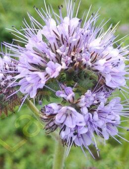 Phacelia Büschelschön Bienenfreund Büschelblume als Gründüngung Phaceliasamen Bodendüngung für bessere Erde Biene Insektenfreund heimisches Saatgut Geschenk SWR Treffpunkt Beitrag Blumenwiese - Pfedelbach