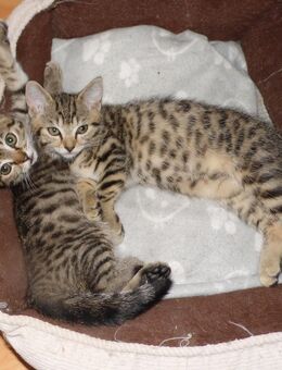gesunde und aufgeweckte BKH-Mischlings-Kitten suchen ein neues schönes geräumiges Zuhause - Meinhard