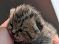 BKH Britisch Kurzhaar Kitten - Lindau (Bodensee)